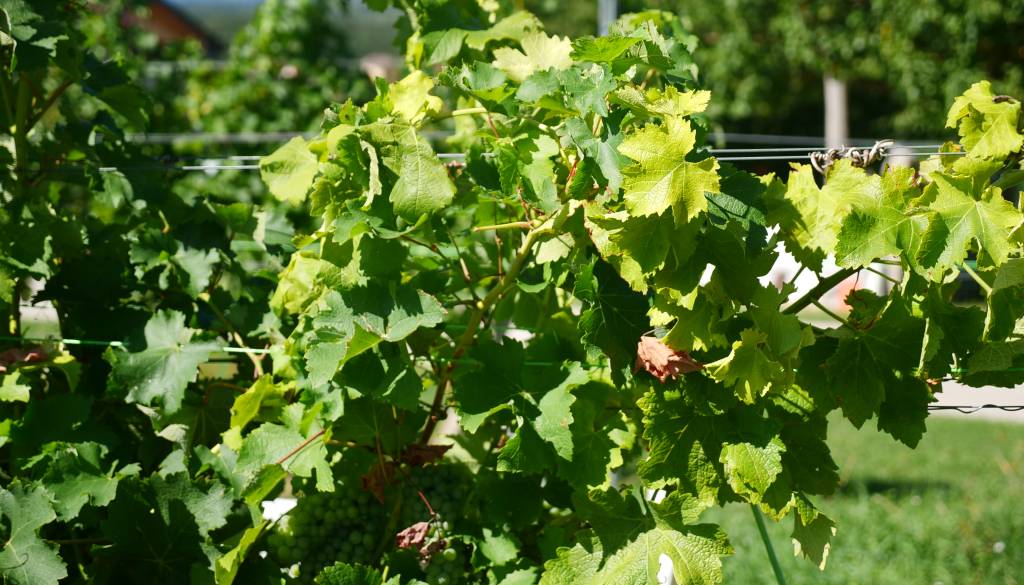 V Cirkulanah pripravljajo izobraževanje o zlati trsni rumenici in novem vinskem zakonu
