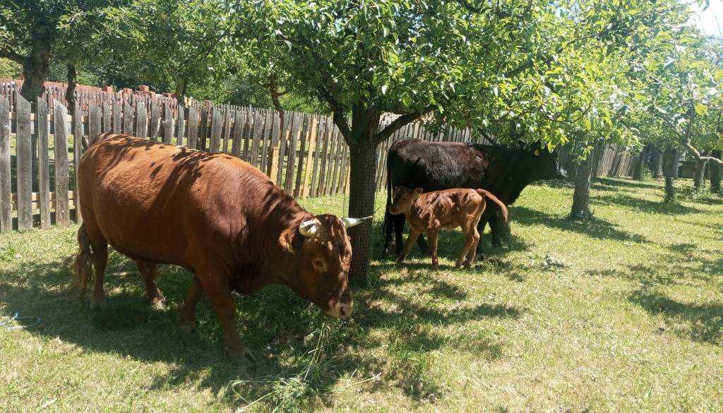 Ste jih videli? Pobegnili so krava, bik in teliček