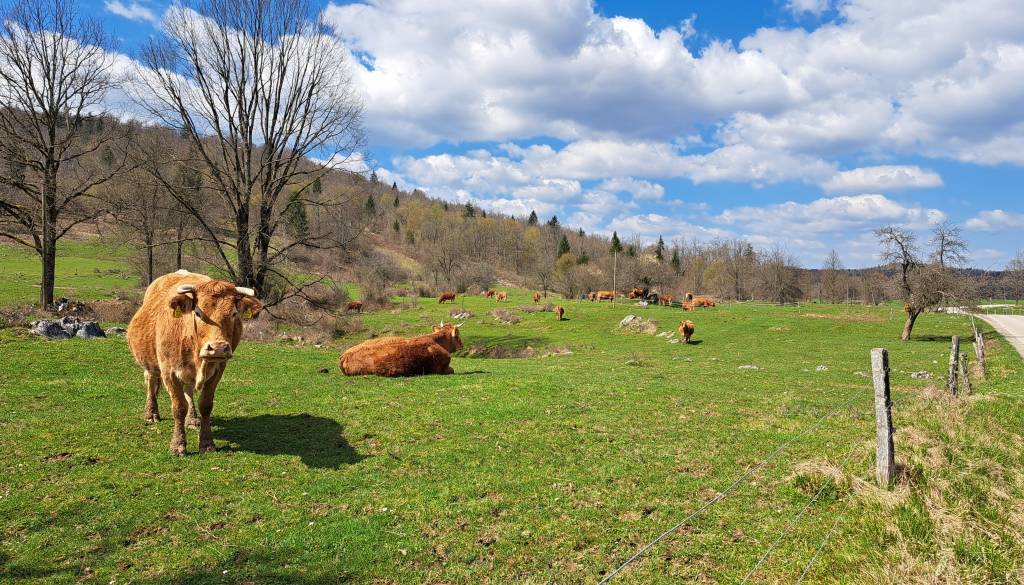 Prebujanje kmetijskega potenciala na Kočevskem