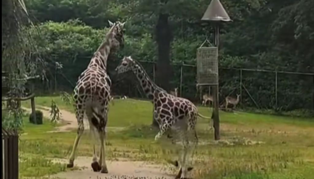VIDEO: Mlada žirafa Pietruška takole teka po veliki afriški ogradi ZOO Ljubljana