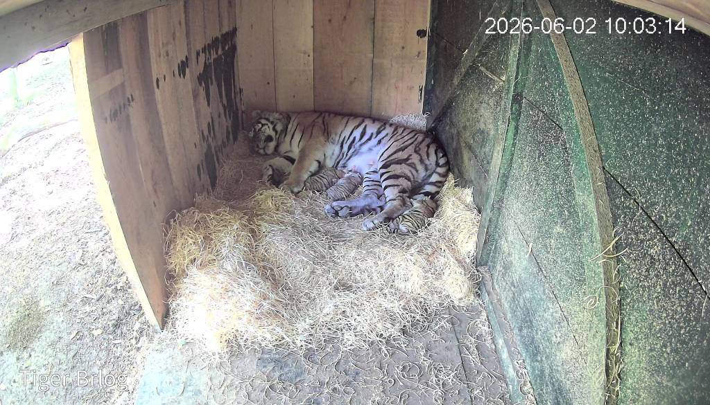 FOTO: V ZOO Ljubljana veliko veselje, skotili so se trije mladički sibirskega tigra