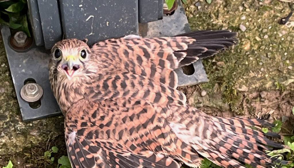 Na Goričkem našli oslabelo ptico, zanjo iščejo prevoz do strokovne pomoči