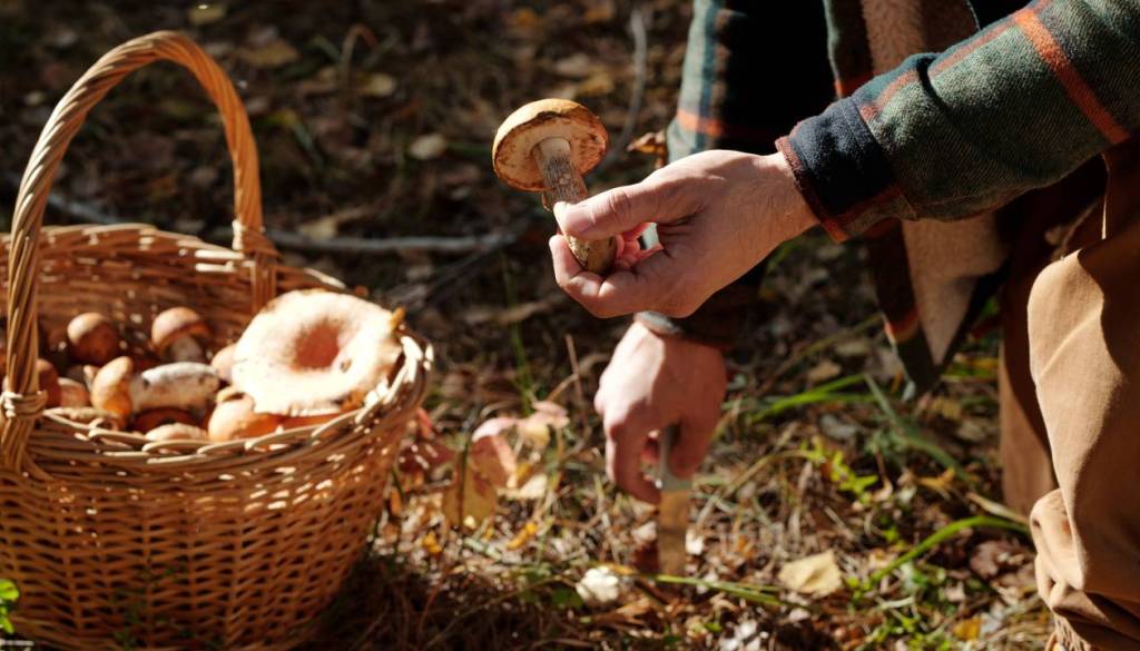 Na Ribniškem že rastejo jurčki, gobar našel prva večja primerka