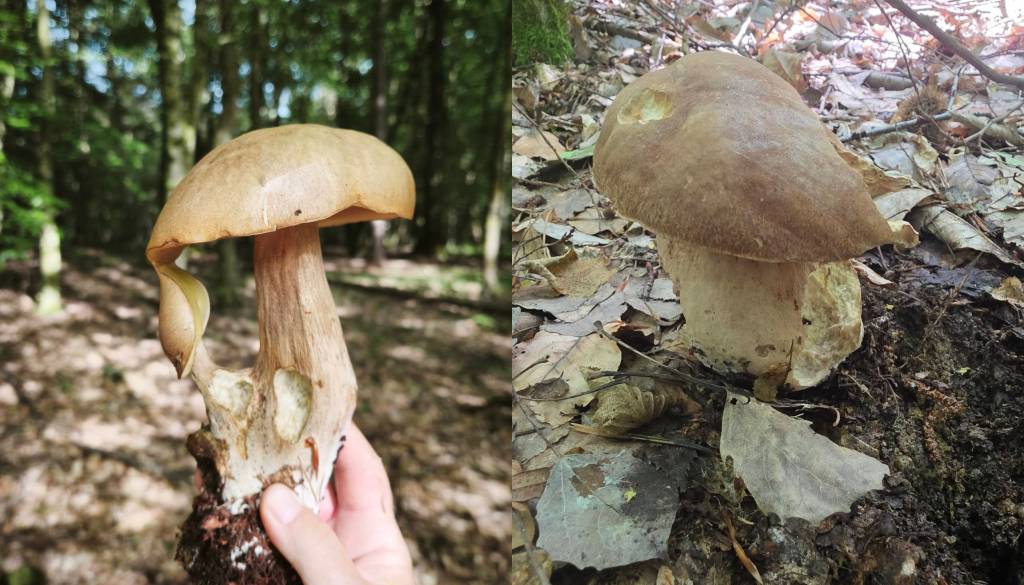 FOTO: Gobarska sezona se je začela, poglejte, kaj vse so našli pomurski gobarji