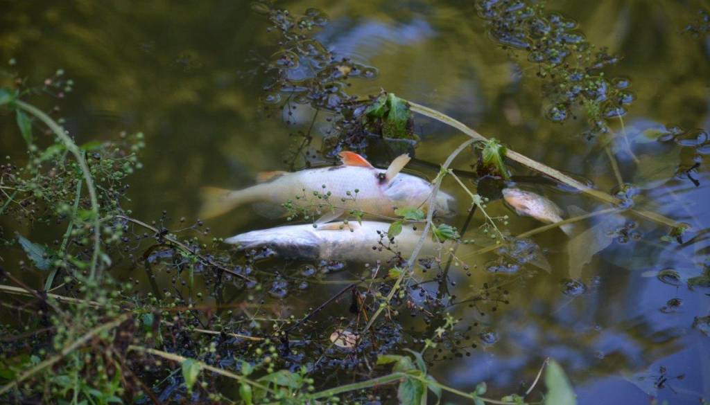 Pogin rib v potoku na Ptuju, stekla preiskava dogodka