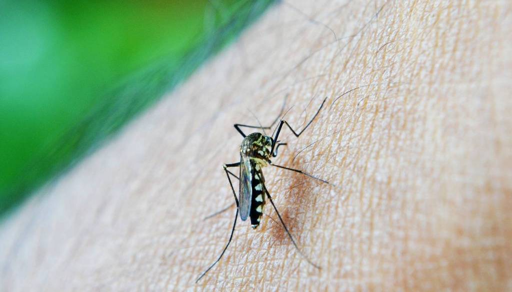 Nadležni insekti: Kateri so poleti v Sloveniji resnično nevarni?