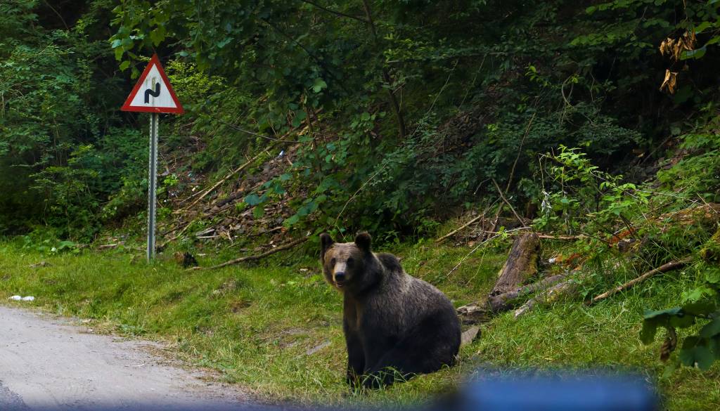 Motorist pri Cerknici trčil v medveda