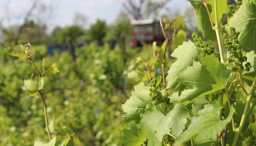 Tragična nesreča v vinogradu, traktorist umrl