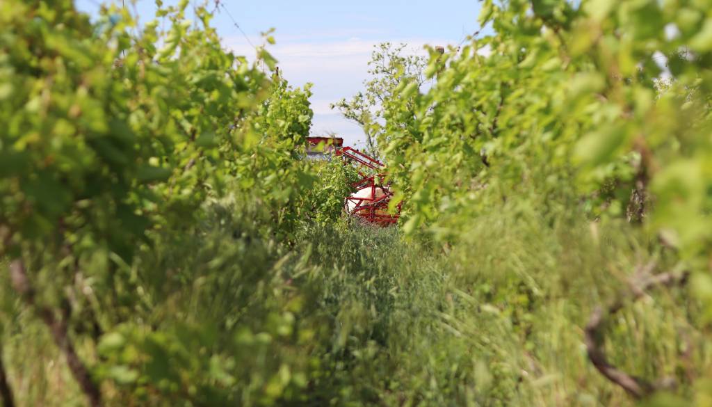Tragična nesreča v vinogradu: Prevrnil se je traktor, traktorist umrl