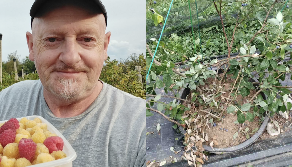 FOTO: Kočevcu že tretjič letos vdrli v nasad, tokrat ukradli okoli 100 kilogramov borovnic in polomili grme
