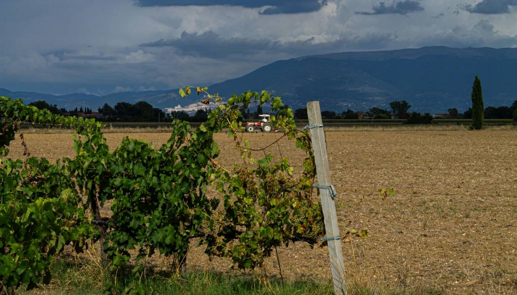 V vinogradu se je prevrnil traktor, voznik poškodbam podlegel