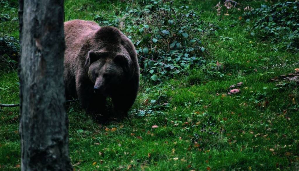 Pozor, na Ribniškem opaženih več medvedk z mladiči 
