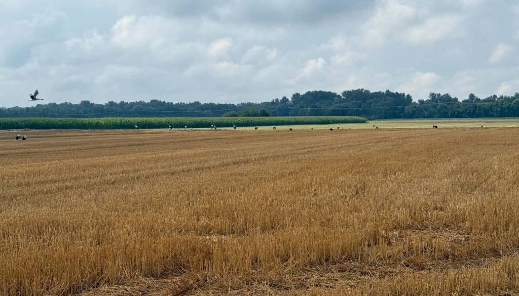 Današnji dež privabil štorklje na polja 