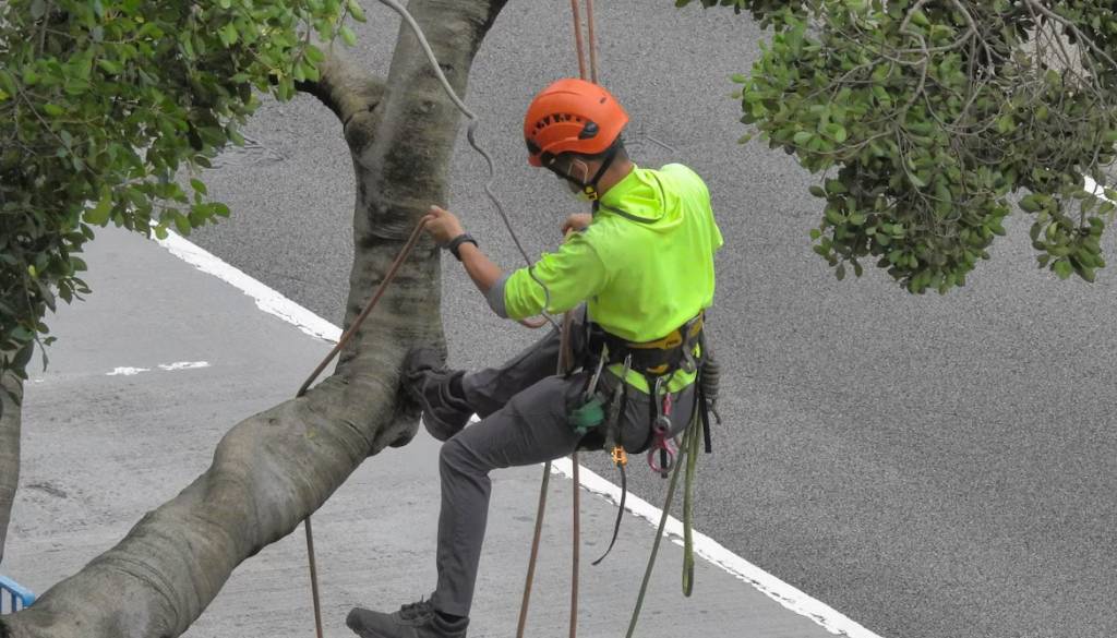 V Ljubljani bodo posekali več dreves: Preverite, kje in zakaj