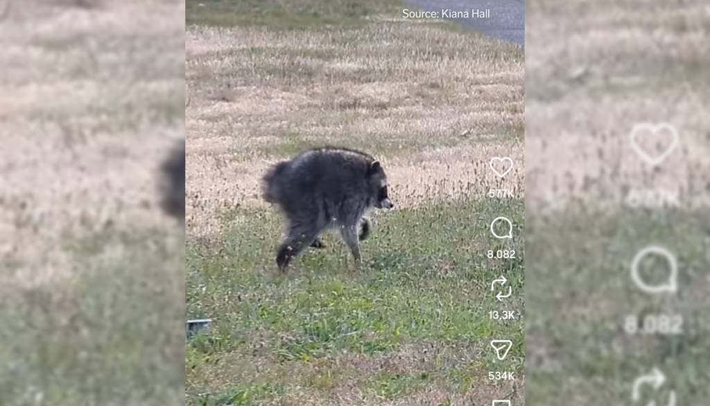 VIDEO: Kakšno bitje je to? Nenavadni rakun postal spletna senzacija