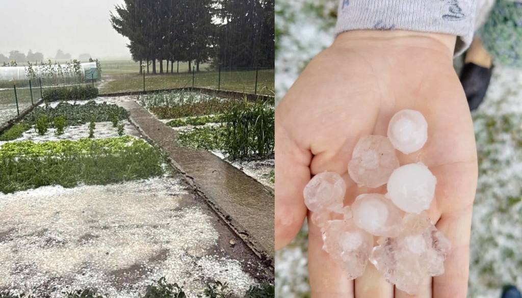 FOTO in VIDEO: Ledena zrna pobelila tla in uničila pridelek