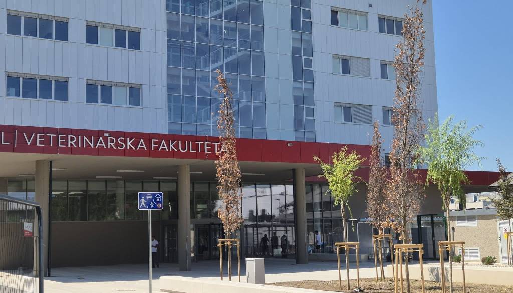 Ljubljančane razburila nova zasaditev dreves: »Zakaj jih sadijo sredi največje vročine?«