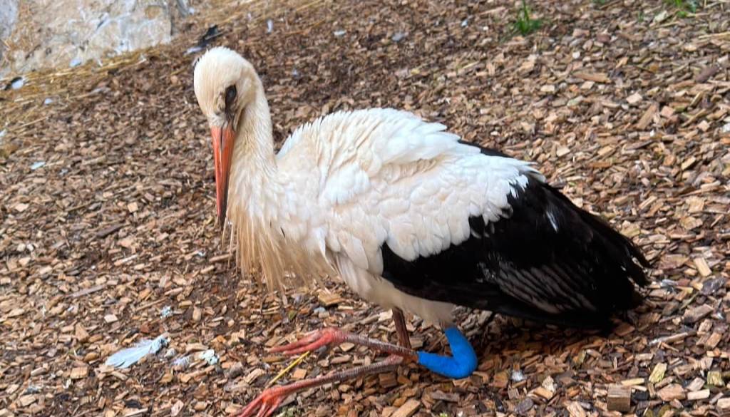 Po padcu so jo rešili in vrnili v gnezdo, a je znova pristala na tleh: zdaj se štorklja iz Gorišnice bori za življenje