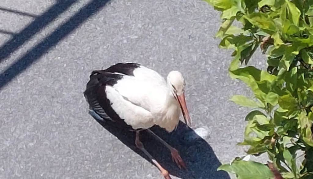 Dvakrat padla iz gnezda, zdaj se štorklja Lily bori za življenje