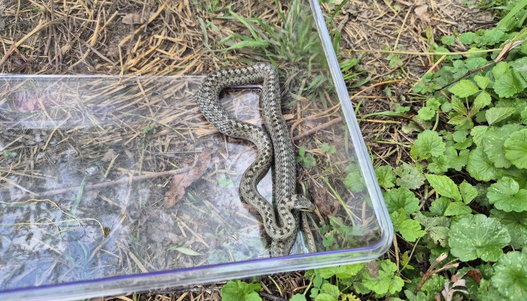 FOTO in VIDEO: Kače znova blizu naših domov, prebivalca je ena presenetila kar v lopi
