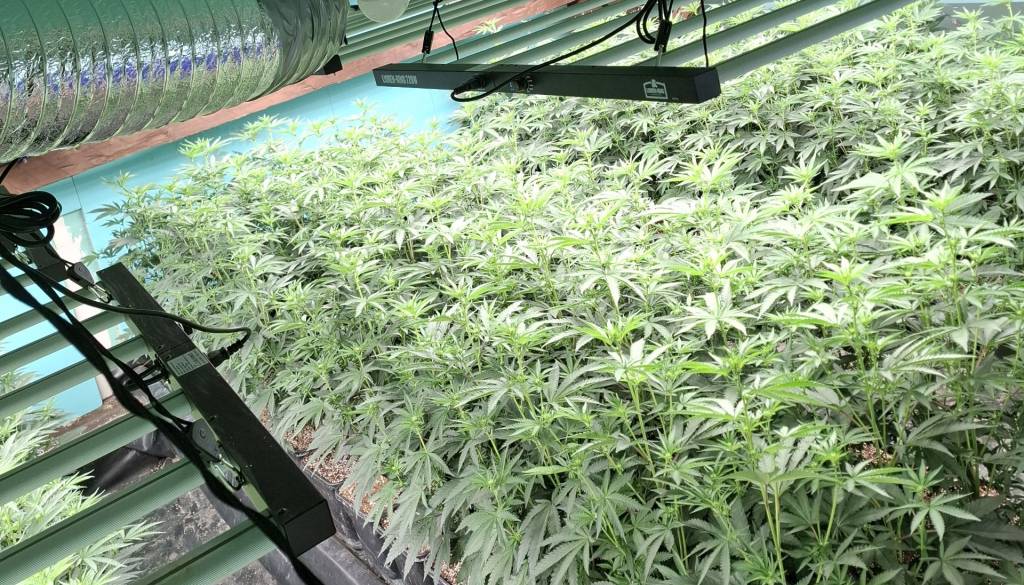 Na območju Ivančne Gorice pri 60-letniku odkrili več kot 450 sadik konoplje, to pa še ni vse