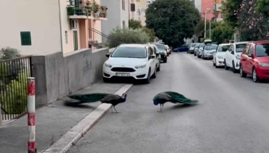 VIDEO: Neverjeten prizor na Hrvaškem, po ulici sta se sprehajala nenavadna lepotca