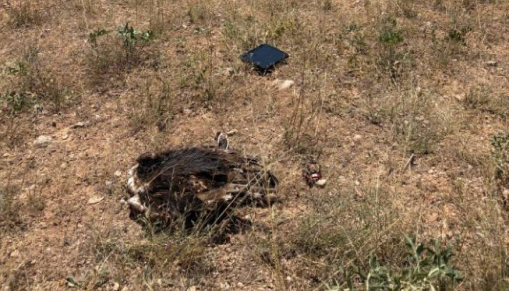 Tragična usoda ogroženega orla, ki se je izvalil v Sloveniji