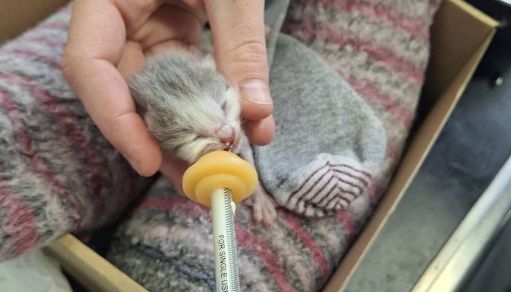 Na poti v službo našel 70 gramov težkega mačjega mladiča ob poginuli mami, zdaj se bori za življenje