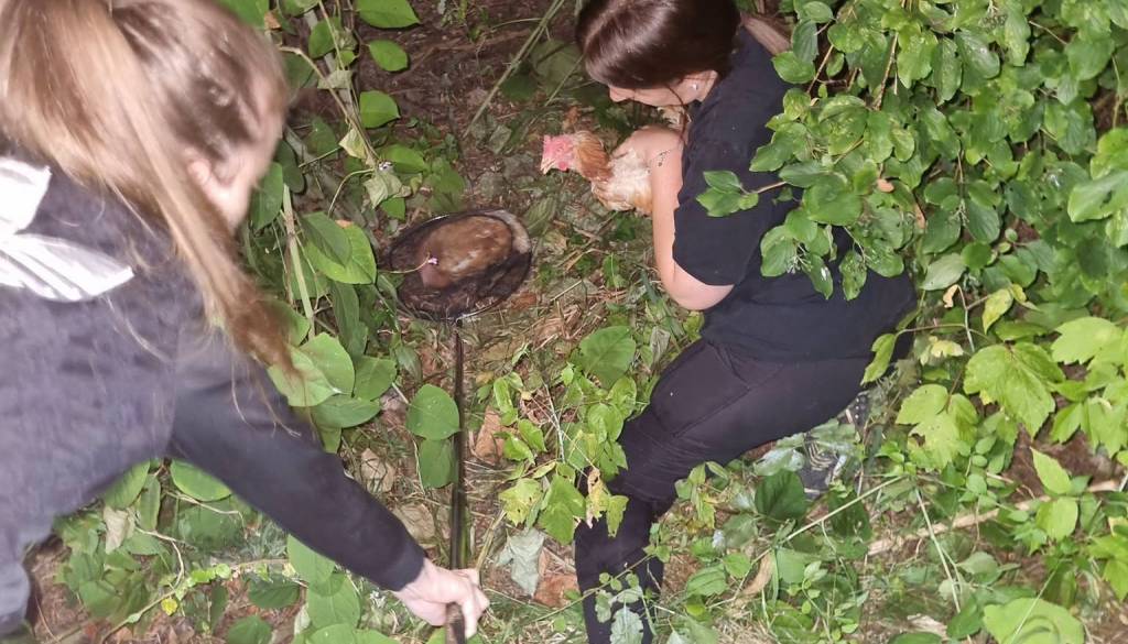 Pretresljiv prizor v Mariboru, v gozdu našli odvržene kokoši, več jih je poginilo