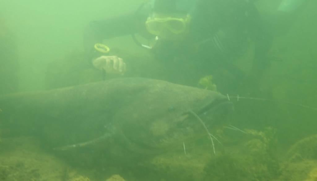 Kolpa in Krka skrivata velikanska bitja, dosežejo tudi preko dveh metrov