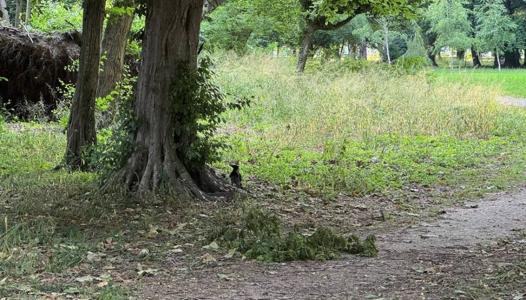 Vranam v soboškem parku odklenkalo, v prihodnjih dneh nad njih tudi z vodnim curkom