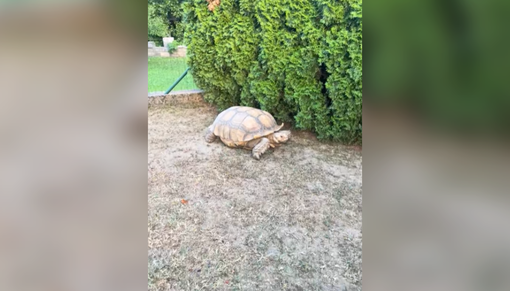 V Dupleku niso mogli verjeti očem, po dvorišču se jim je sprehajala velika želva