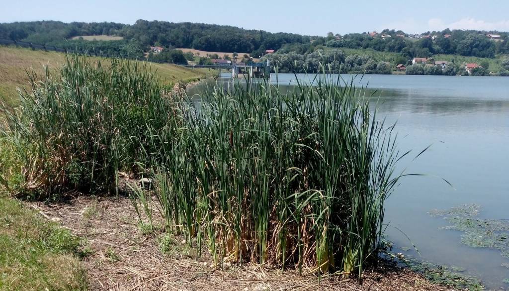 Zaradi kritičnih razmer na pomurskem jezeru znova prepovedan ribolov