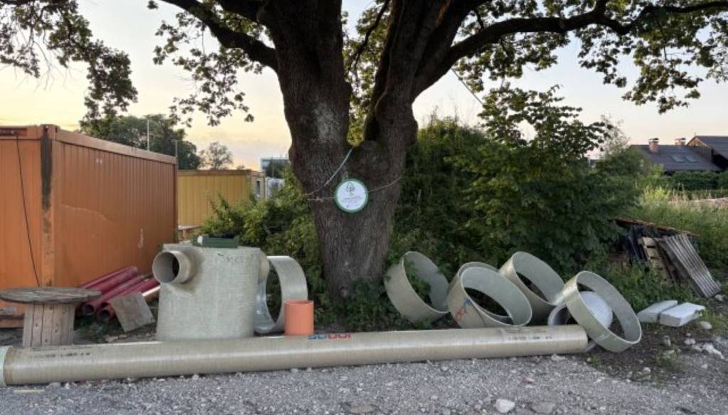 Drevo leta sredi del na Barjanski: Občina zdaj preverja zaščito ljubljanskega ponosa