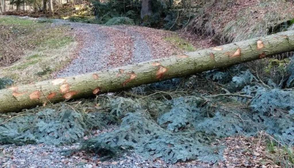 So za posledice ujm krivi posegi v gozdove? Stroka odgovarja