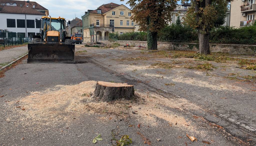 Saj ni res, pa je! Na Trubarjevi posekali osem dreves brez vseh soglasij: Občina priznava »šum v komunikaciji«