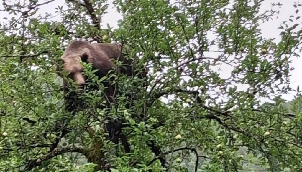 Tega prizora na Dolenjskem ne vidiš vsak dan, medved je splezal na drevo
