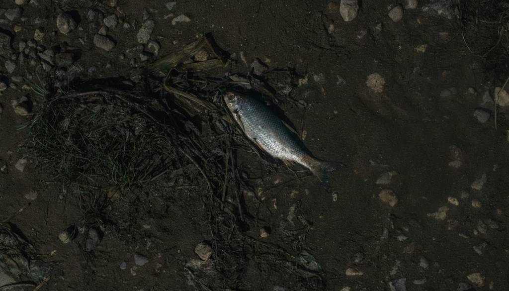 Zaradi izliva fekalnih vod na Štajerskem množičen pogin rib