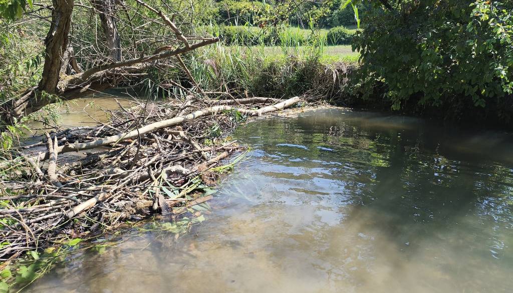 Dolenjca, ki podira bobrove jezove, so prijavili inšpektoratu:  Društvo zaščitilo bobre, ki jih opišejo kot ' čisti božji dar'