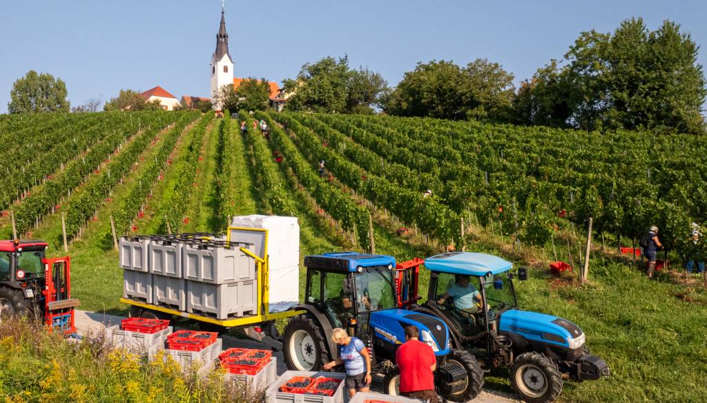 Trgatev letos rekordno zgodaj, v Radomerščaku so grozdje za penine že začeli obirati