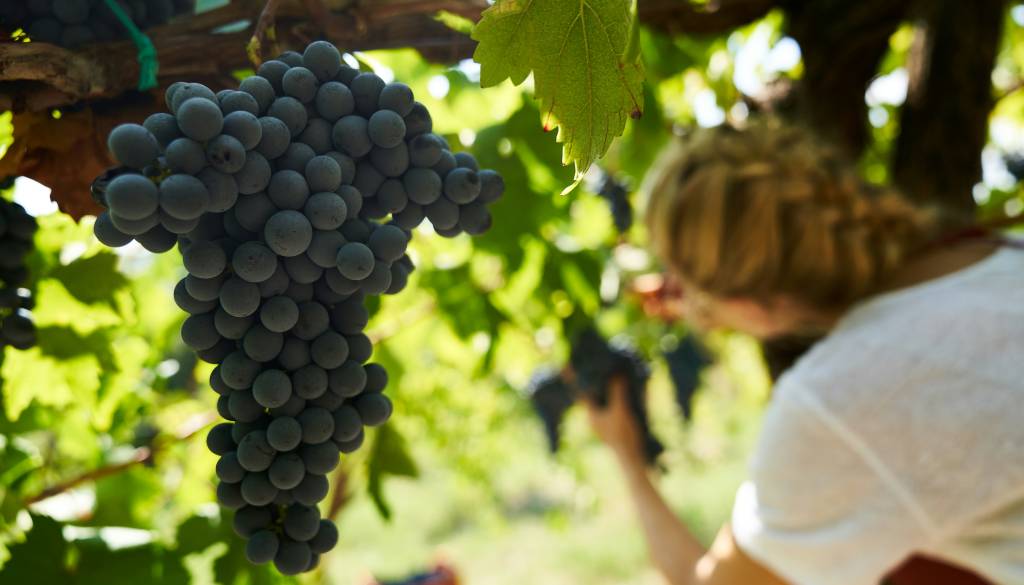 Sezonsko delo je v polnem zamahu: Preverite, kje v bližini potrebujejo dodatne roke
