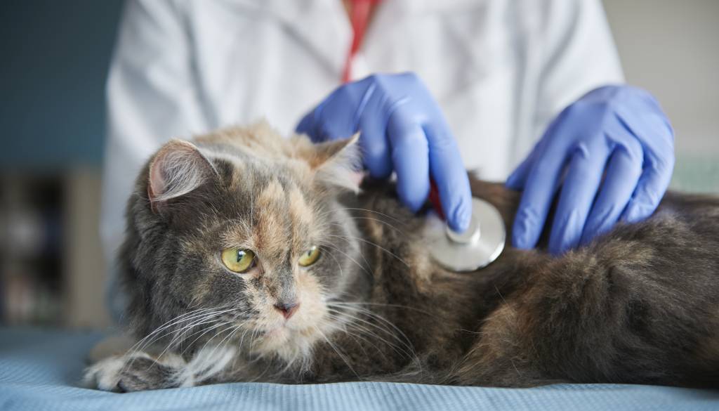 Poškodovana žival ostala brez nujne pomoči, veterinarka zdaj suspendirana