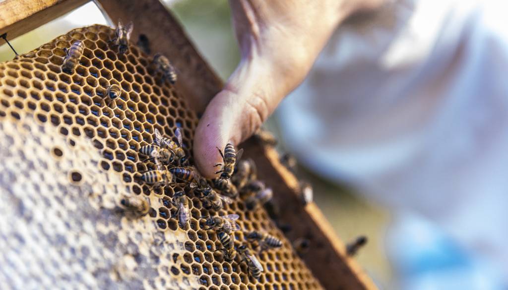 Dobra novica o letošnjem medu, a ena težava bi lahko udarila z zamikom
