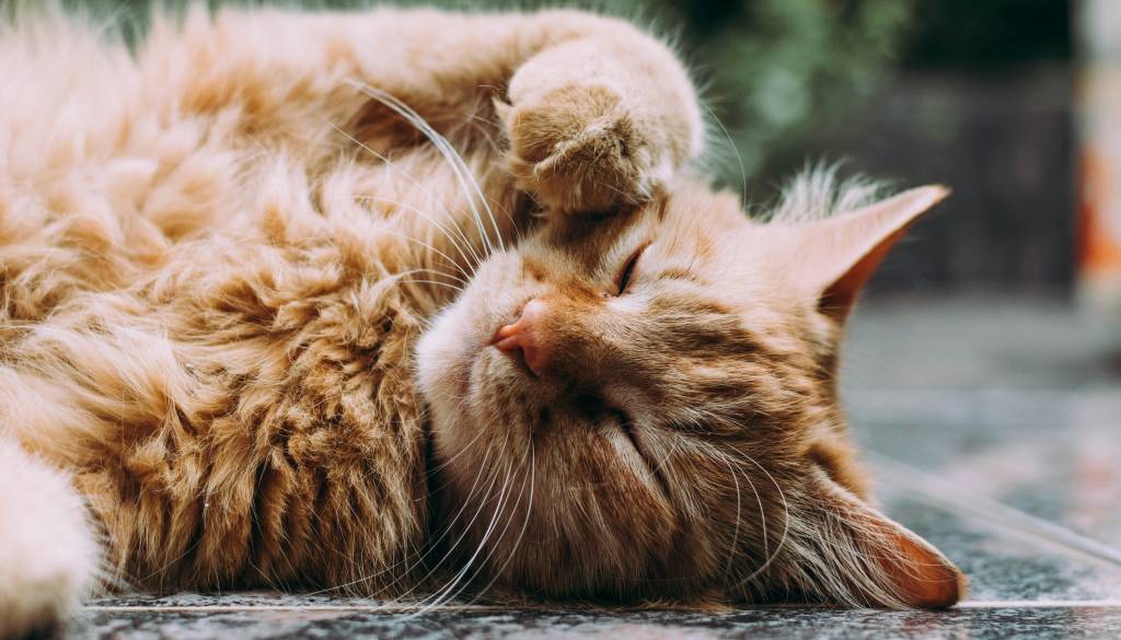 Veterinarka na Štajerskem zavrnila nujno pomoč živali: Zdaj jo čakata prisilni dopust in disciplinski postopek ⭐