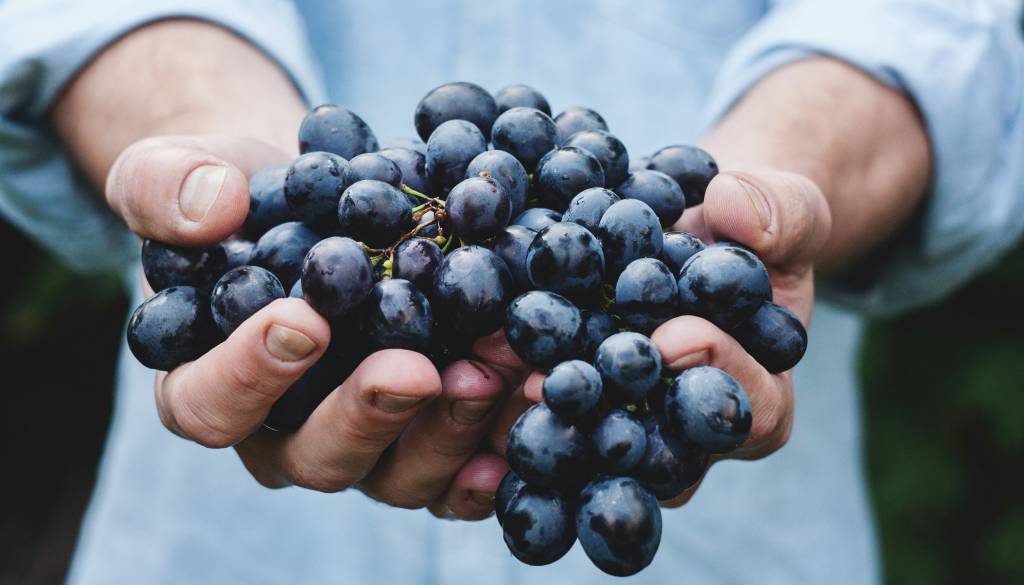 Do 40-odsotni izpad pridelka v vinogradih Jugovzhodne Slovenije