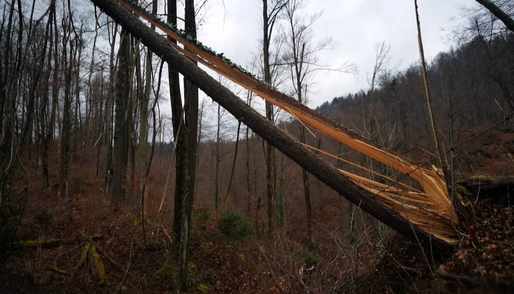 V Stojncih drevo padlo na cestišče, posredovali gasilci