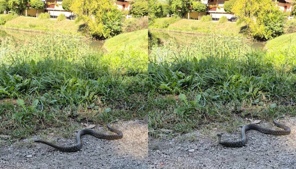 VIDEO: Previdno ob Dravi! Kačo opazili na priljubljeni sprehajalni poti pri Koblarjevem zalivu