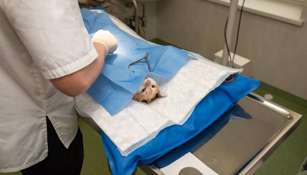 Veterinarska zbornica o primeru na Ptuju: Nujna pomoč je obvezna, javni linč veterinarke obsojajo