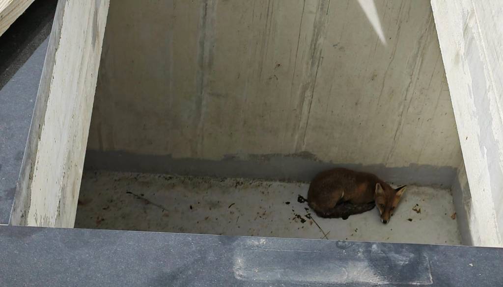 V odprti grobnici našli lisico, sledil je nepričakovan razplet