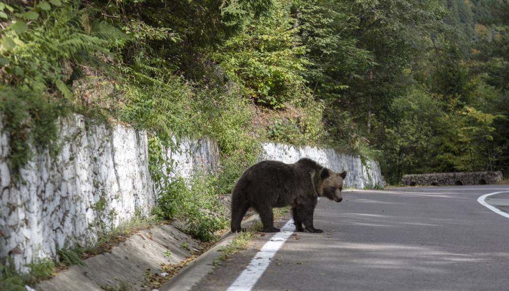 Na poti proti morju nepričakovano srečanje: Na avtocesto zašel medved
